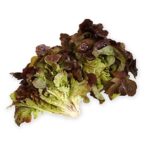 Sallad Ekblad Kings