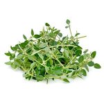 Krydda Timjan Citron 100g