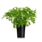 Ört Tagetes Ask Orto Novo