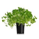 Krasse Vatten 250g Lösvikt Svegro
